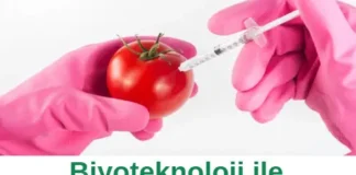 Biyoteknoloji ile Genetik Mühendisliği