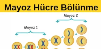 Mayoz Hücre Bölünmesi