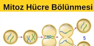 Mitozun Canlılar için Önemi