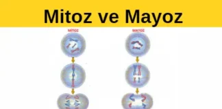 mitoz ve mayoz