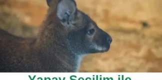 Yapay Seçilim ile Doğal Seçilim