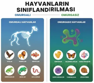 Hayvanların Sınıflandırılması
